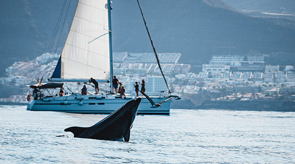 Tenerife - Dolphin